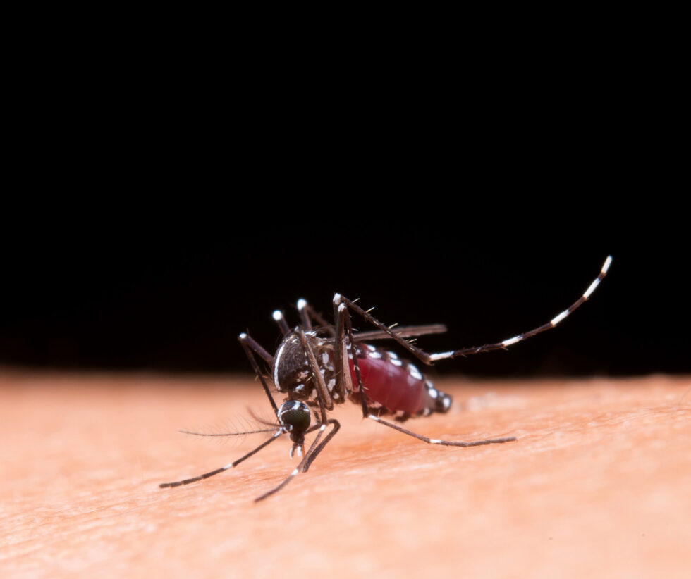 Mosquito Control